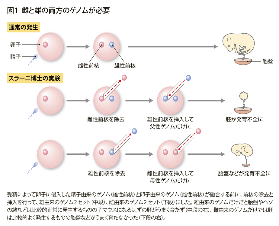 図：スラーニ博士の行った実験