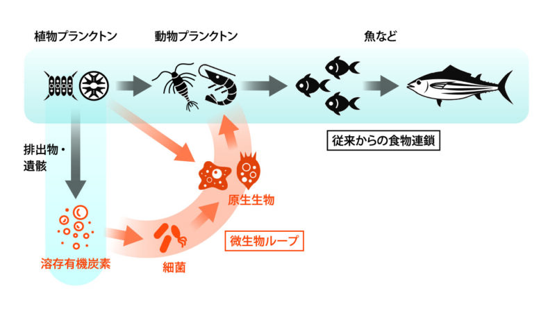 微生物ループ